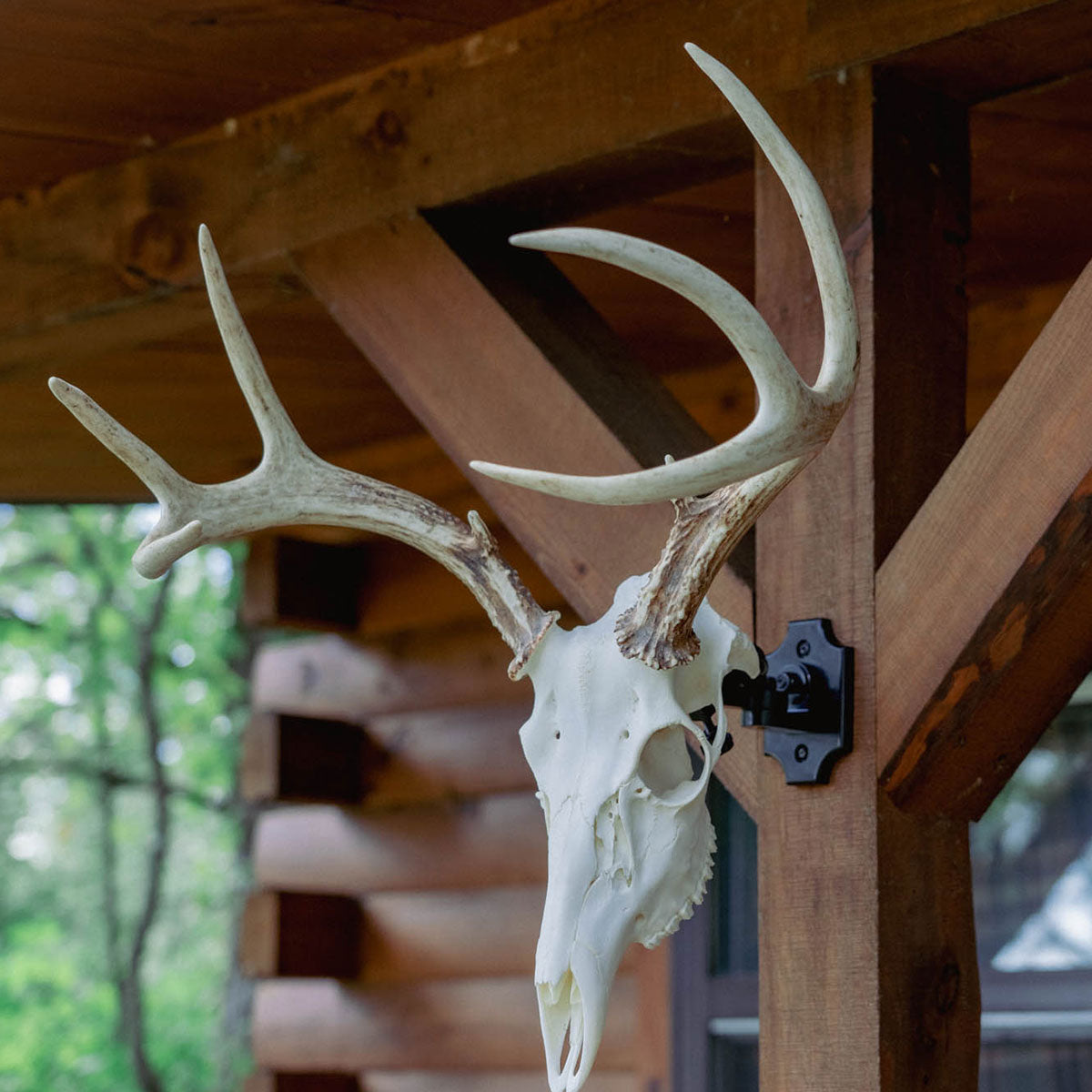 Deer European Skull Mount Clamp On Cabin