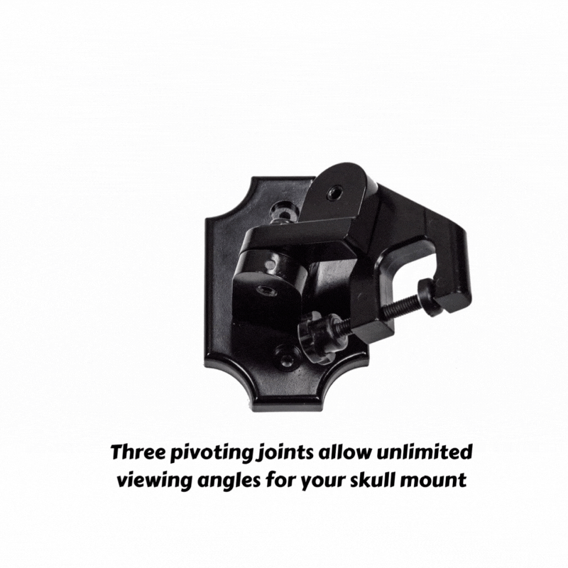 European Skull Mount Clamp - easy skull mount