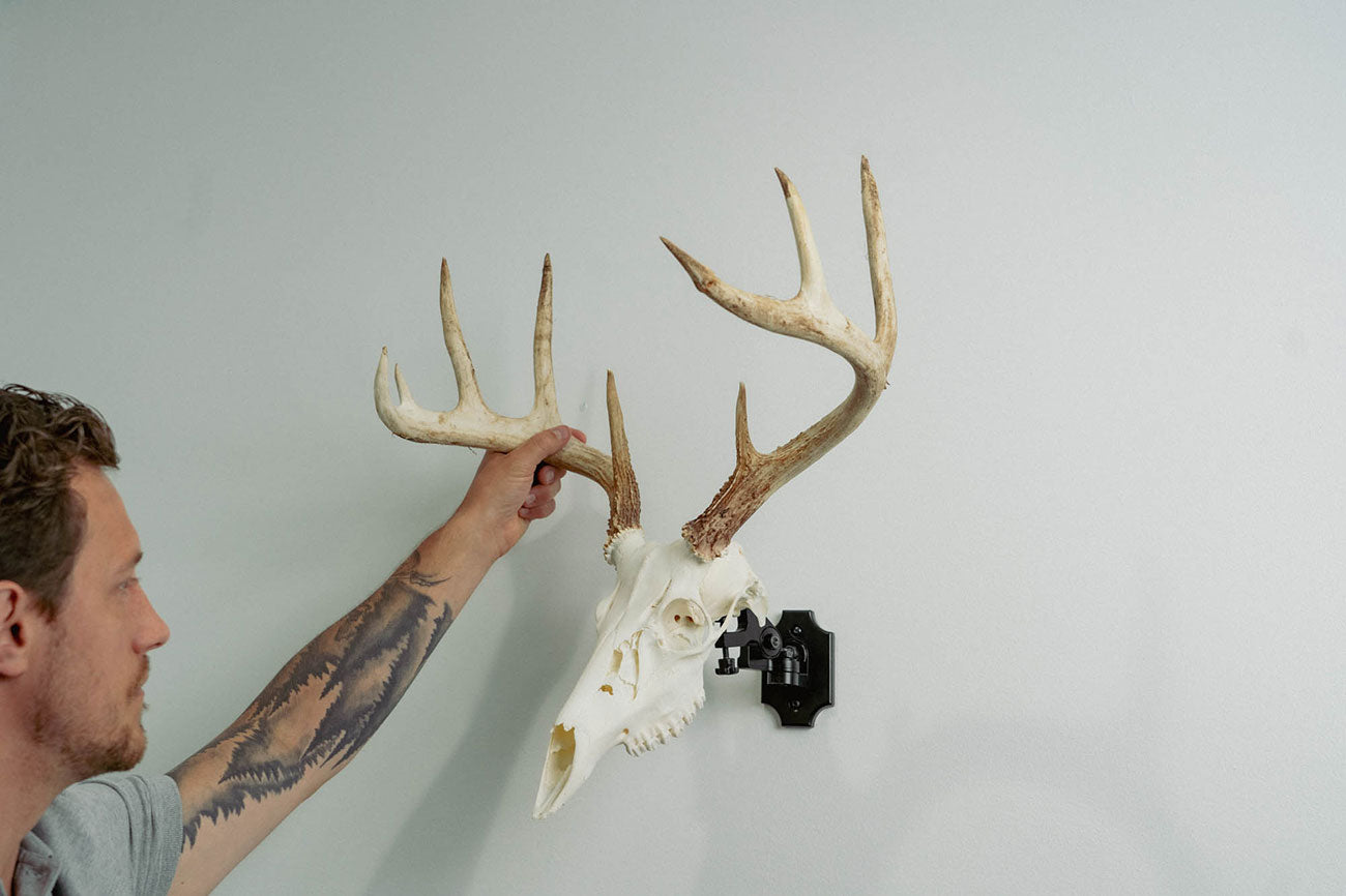 Bear European Skull Mount Clamp On House Wall 2