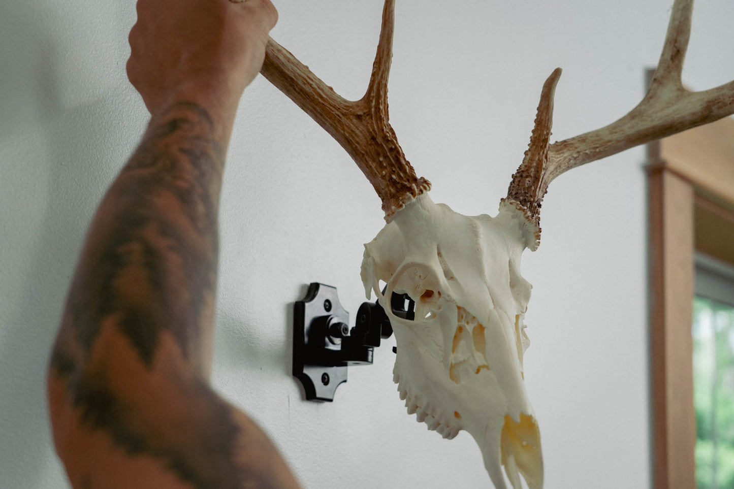 European Skull Mount Clamp with deer skull