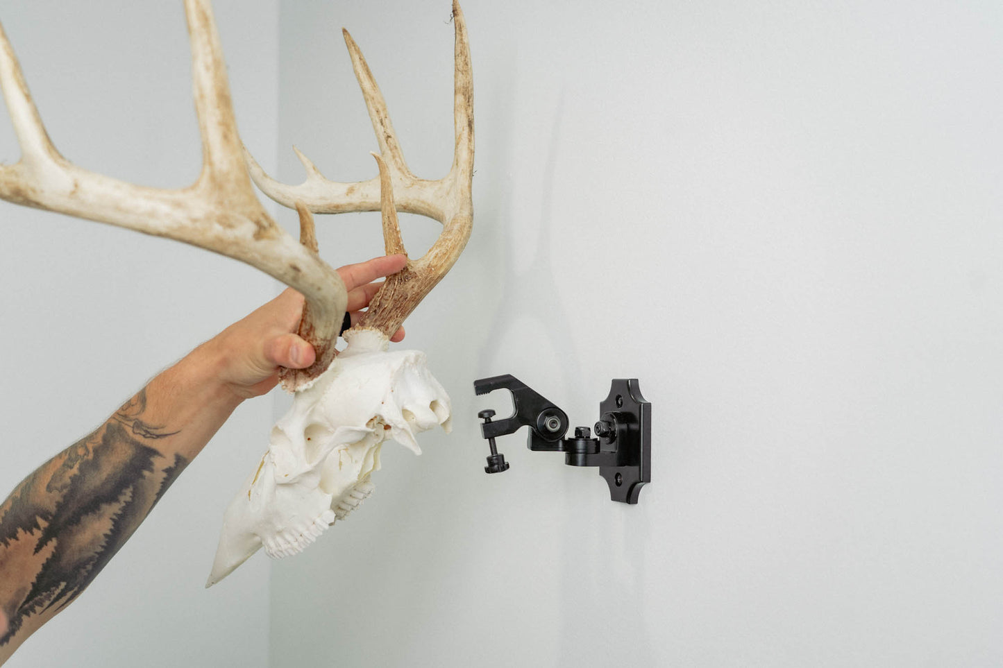 European Skull Mount Clamp - with deer skull