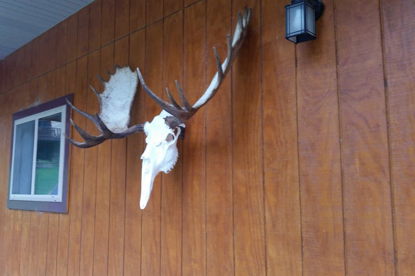 European skull mount hanger for elk (without long whale tails), bison, moose, steer